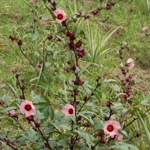 Feld von Hibiscus sabdariffa Prestige Euro-Trade