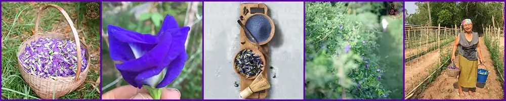 Blog Banner Butterfly Powder Dots 1