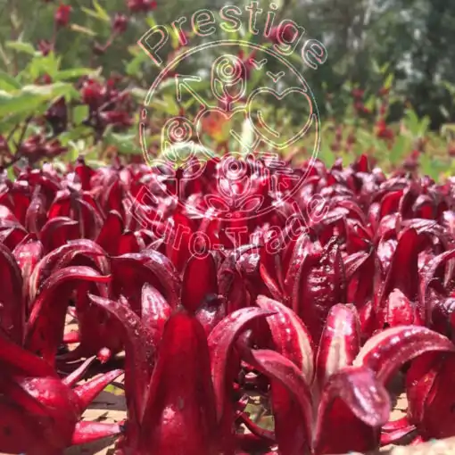 Hibiscus or Roselle Tea