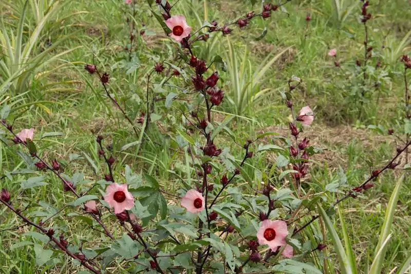 Thé d'Hibiscus <br> fleur entiére | Prestige Euro-Trade Champ de'hibiscus sabdariffa Prestige Euro-Trade